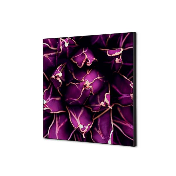 Decoración Textil de Pared SET 40 x 40 Cactus Morado